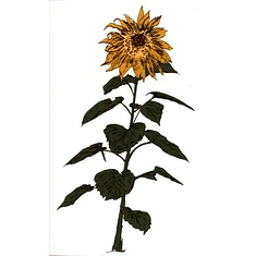 Brian D'souza / Auntie Flo - Music To Watch Seeds Grow By 007: Brian D'souza (Sunflowers)