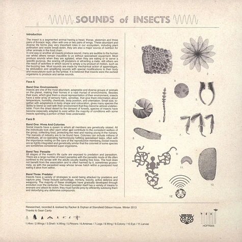 Racker & Orphan - Sounds Of Insects