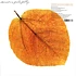 Pete Jolly - Seasons Clear Amber Vinyl Edition