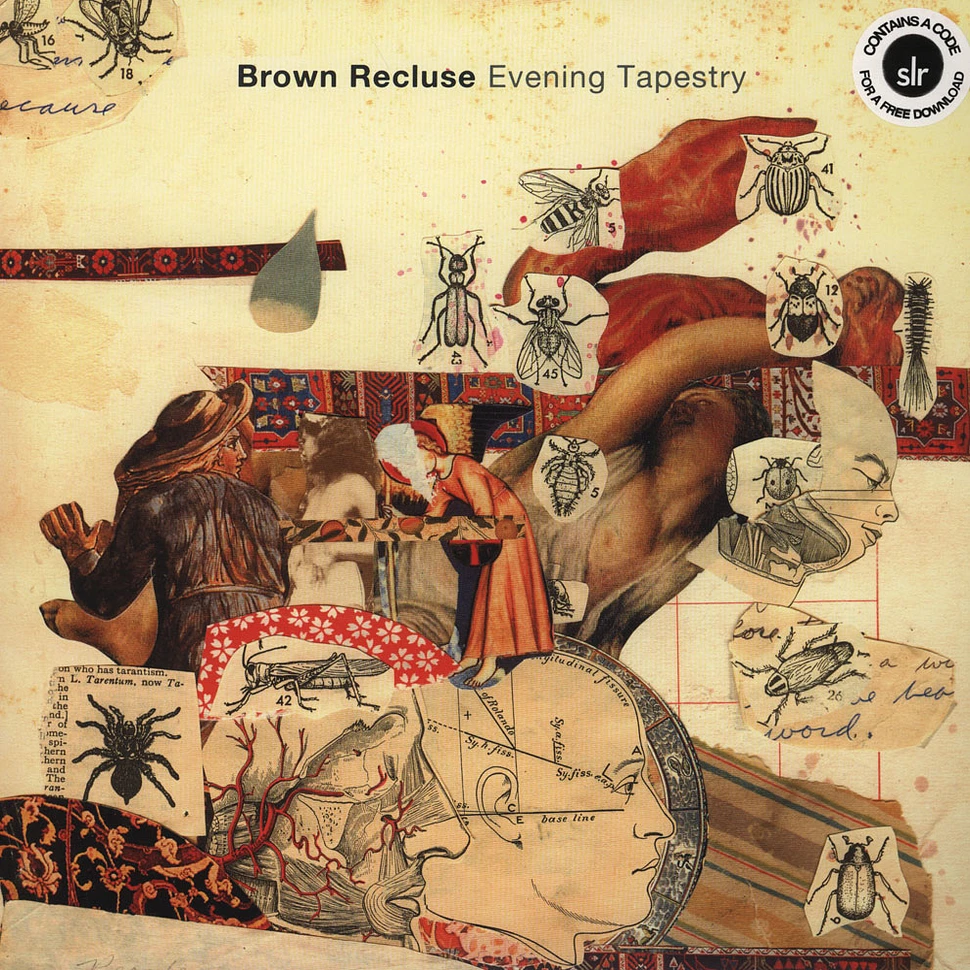 Brown Recluse - Evening Tapestry