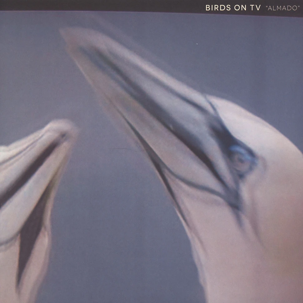 Birds On TV - Almado